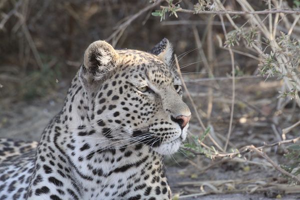 Leopard im Chobe Nationalpark