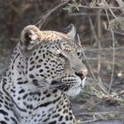 Leopard im Chobe Nationalpark