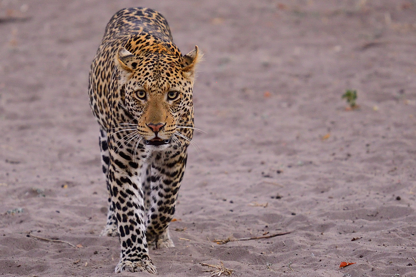 Leopard im Chobe NP