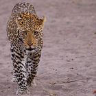 Leopard im Chobe NP