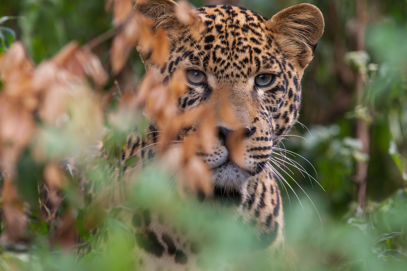 Leopard im dichten Primärwald des Aberdares NP, Kenia
