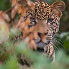 Leopard im dichten Primärwald des Aberdares NP, Kenia