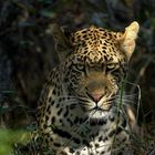 Leopard im Dickicht