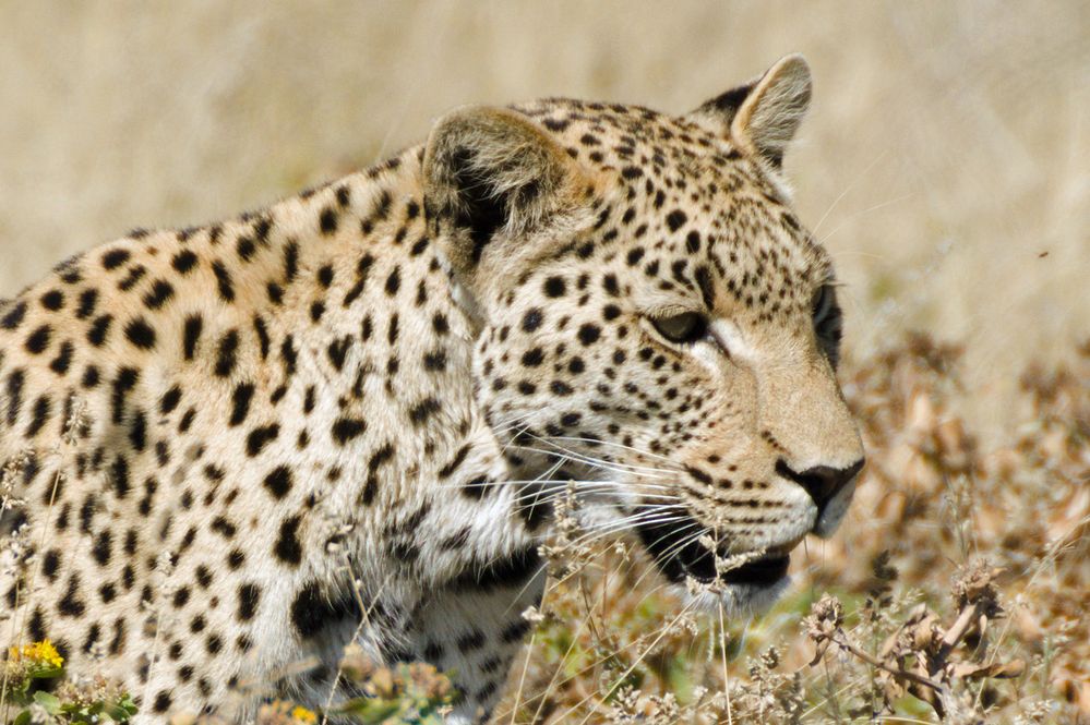 Leopard im Etosha