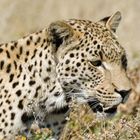 Leopard im Etosha