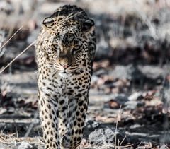 Leopard im Etosha National Park