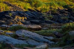 Leopard im Flussbett