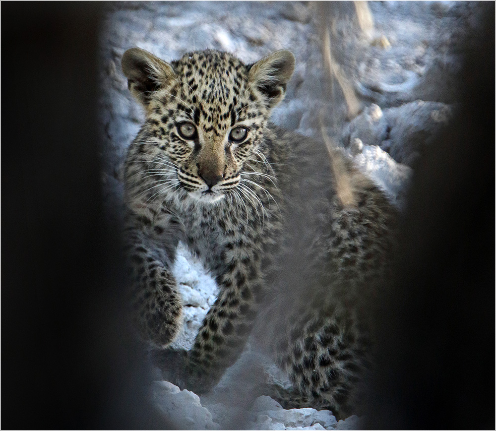 Leopard im Fokus