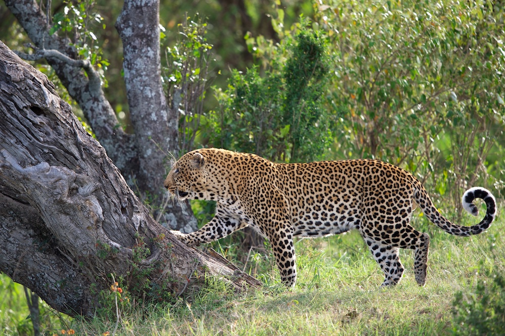 Leopard im Gegenlicht