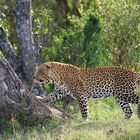 Leopard im Gegenlicht