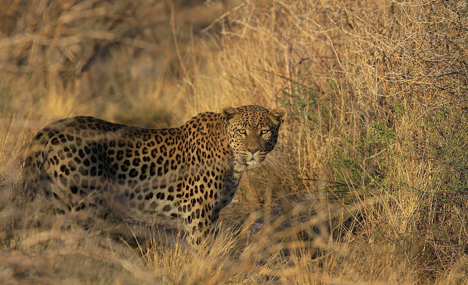 Leopard im Gras - Bitterpan - Kalahari