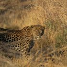 Leopard im Gras - Bitterpan - Kalahari