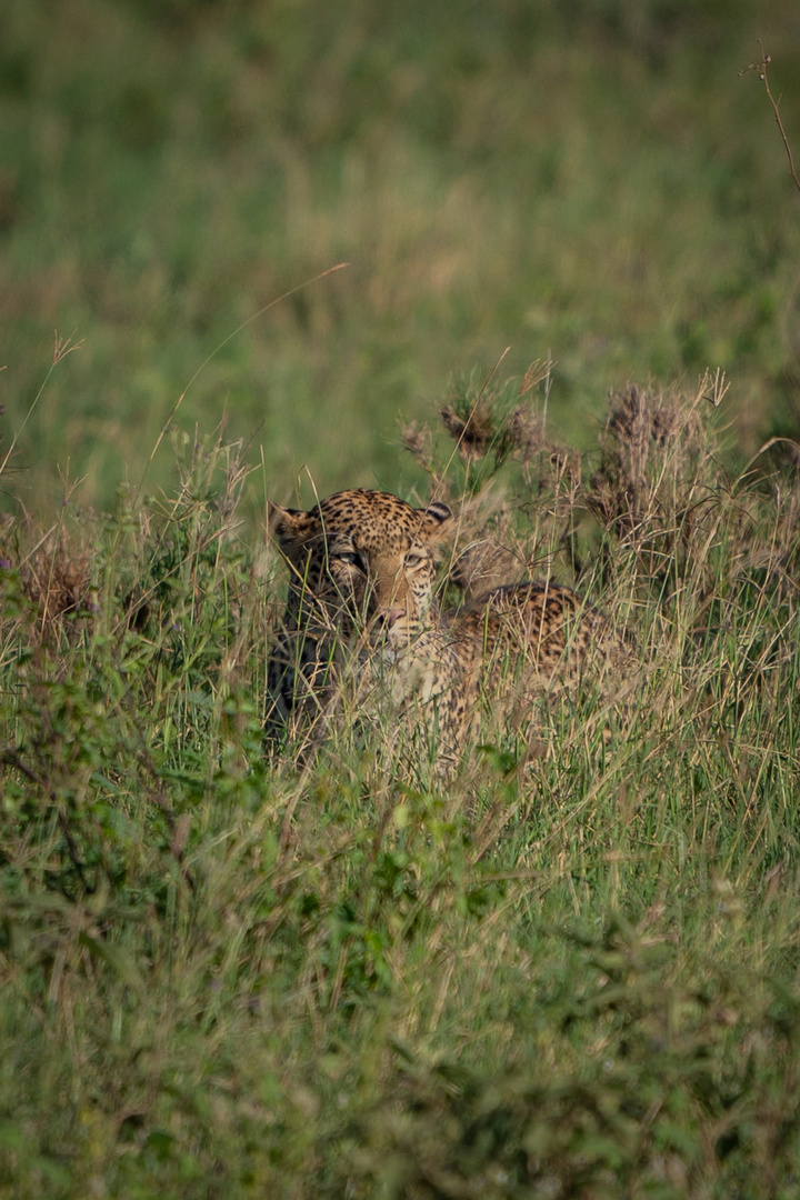 Leopard im Gras