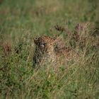 Leopard im Gras