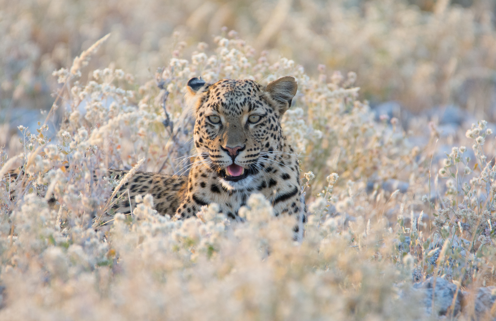 Leopard im Gras