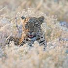 Leopard im Gras