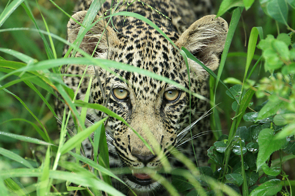 Leopard im Gras