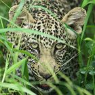 Leopard im Gras