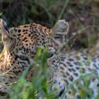 Leopard im Gras - I