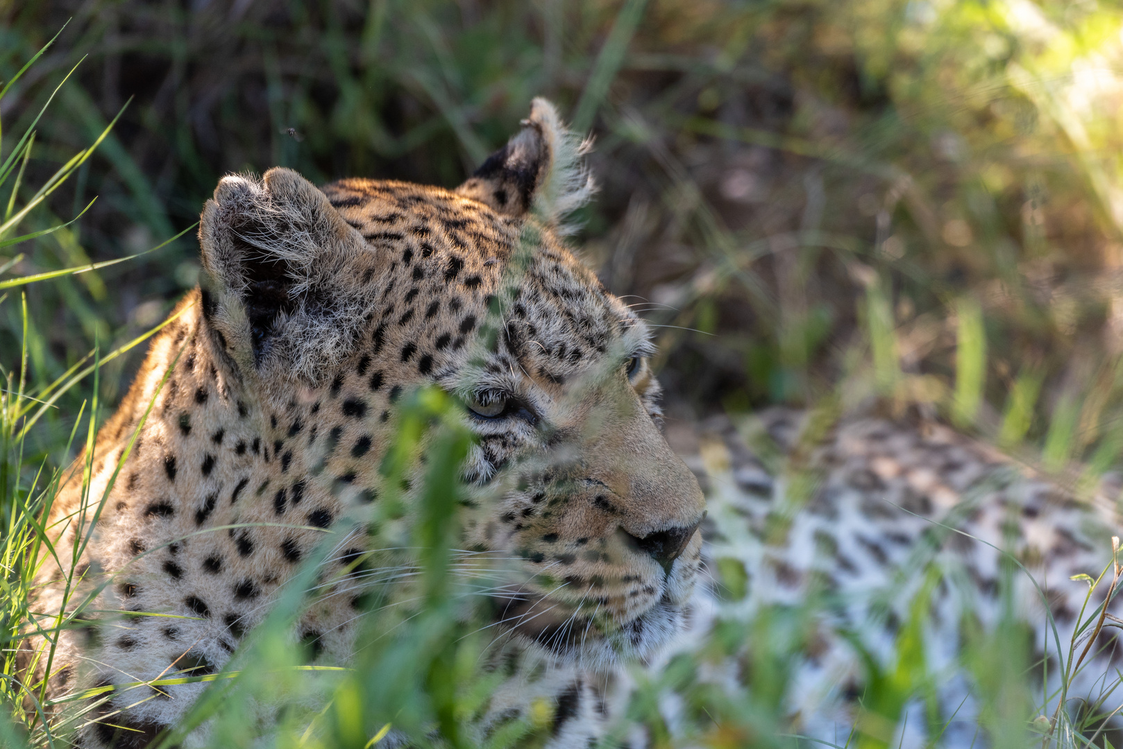 Leopard im Gras - II