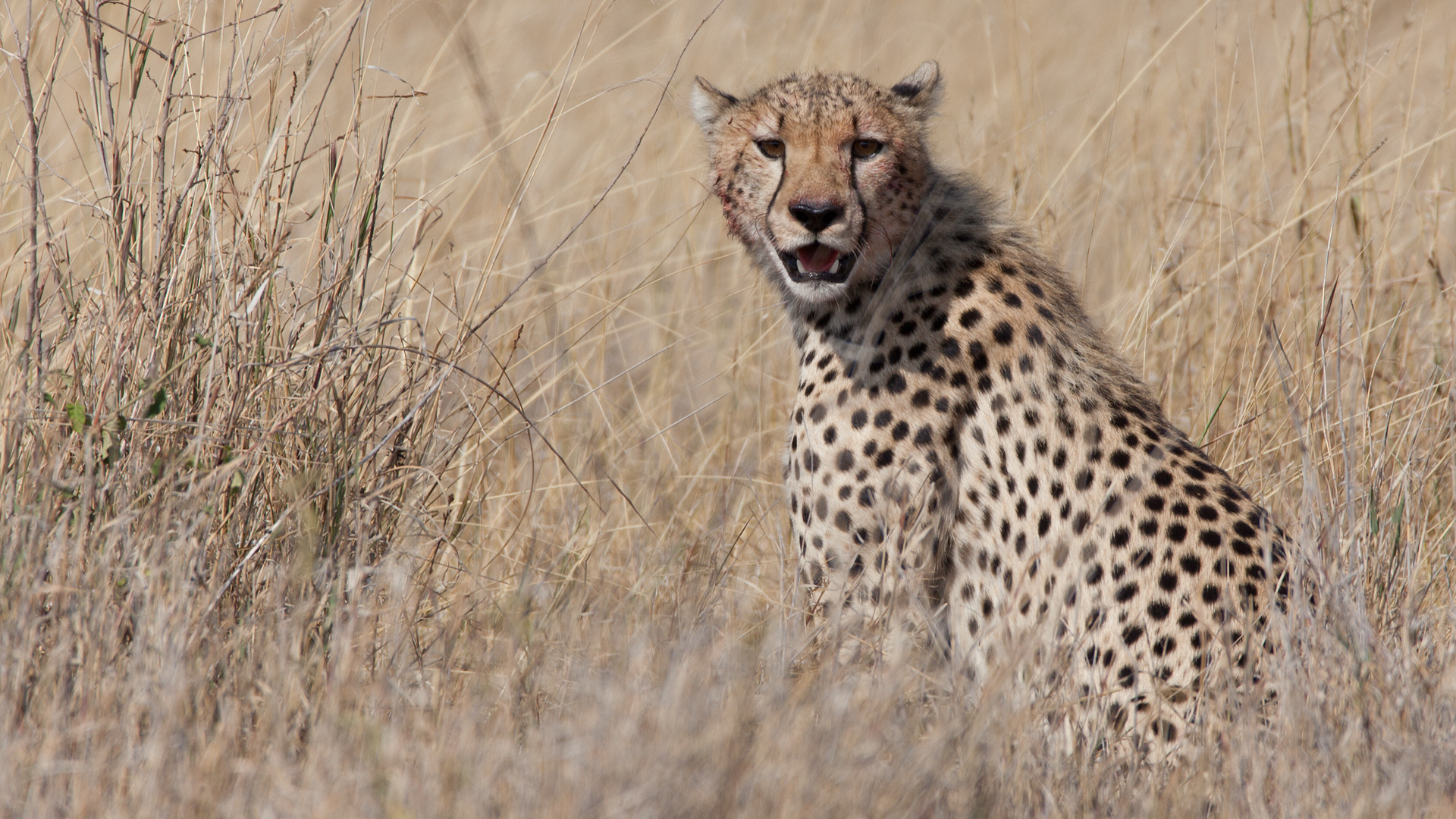 Leopard im Grass