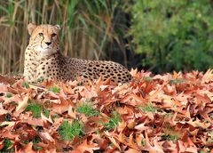 Leopard im Herbstlaub