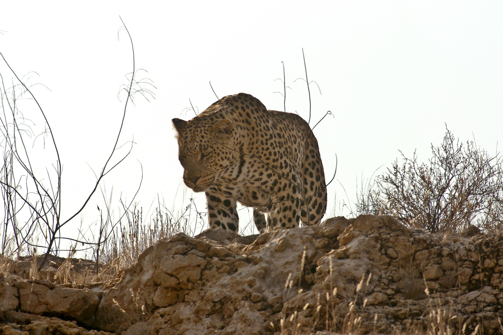 Leopard im Kgalagadi Transfontier Nationalpark