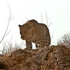 Leopard im Kgalagadi Transfontier Nationalpark