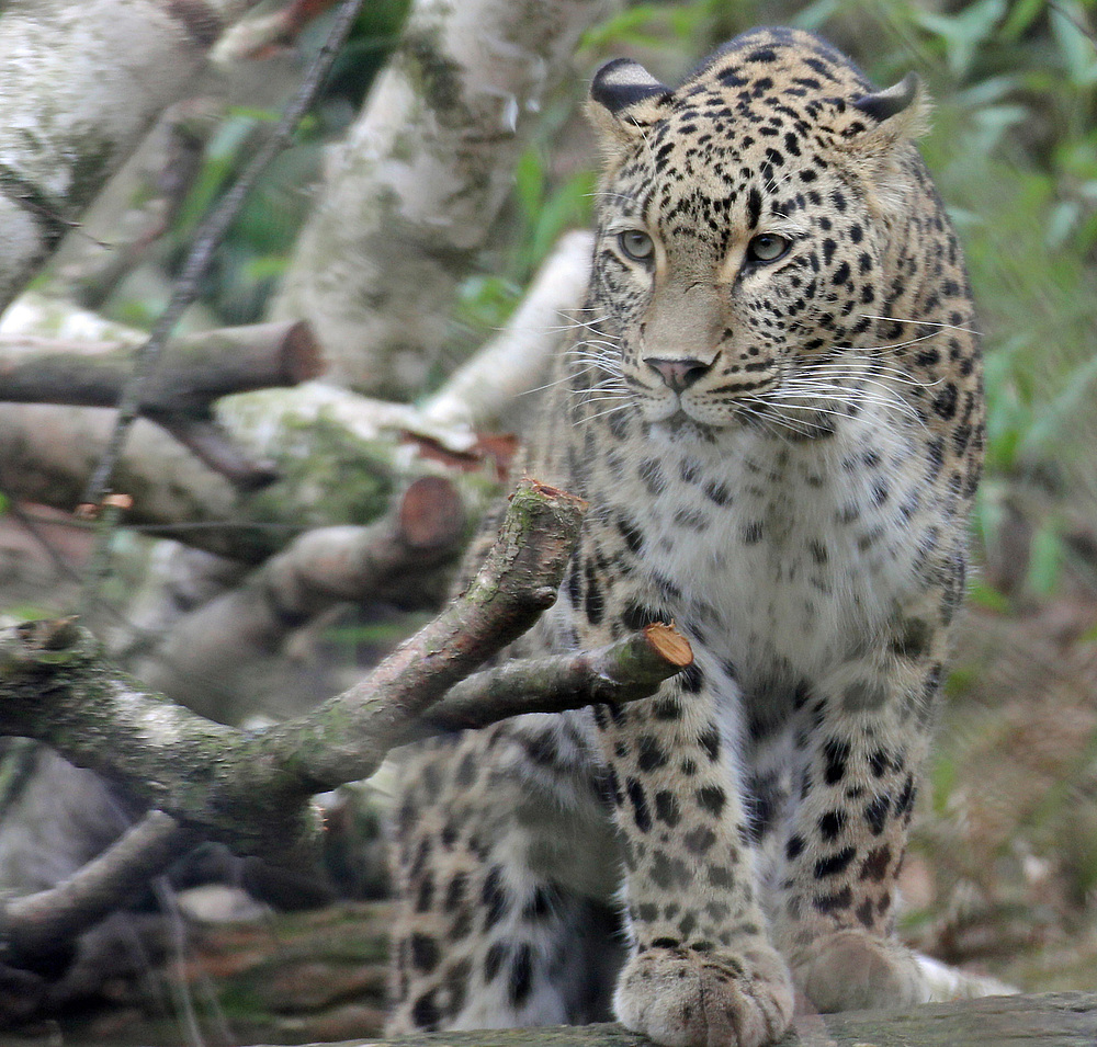 Leopard im Kölner Zoo 1