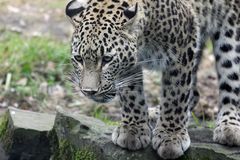 Leopard im Kölner Zoo 2