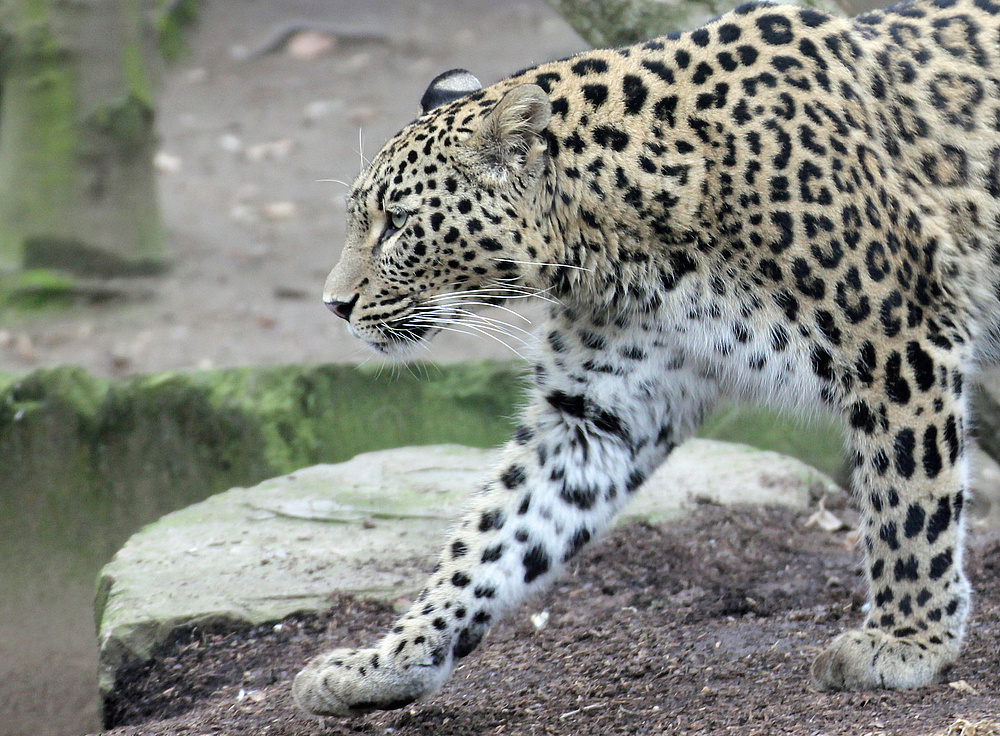 Leopard im Kölner Zoo 3