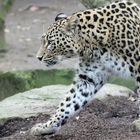 Leopard im Kölner Zoo 3