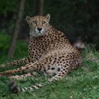 Leopard im Kölner Zoo