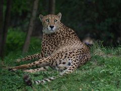 Leopard im Kölner Zoo