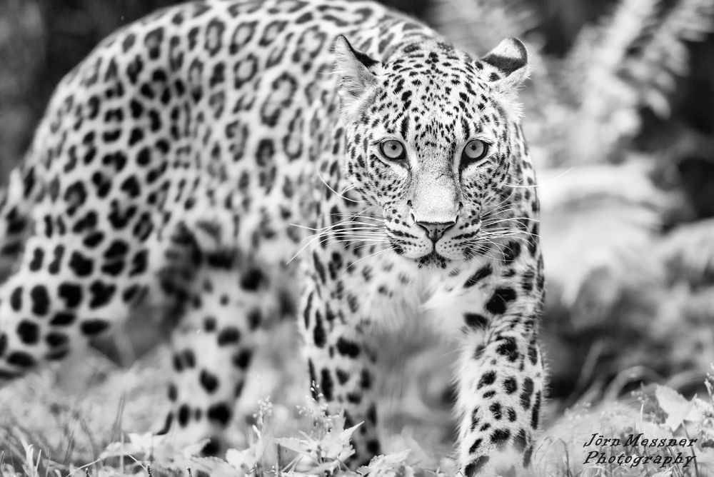 Leopard im Kölner Zoo