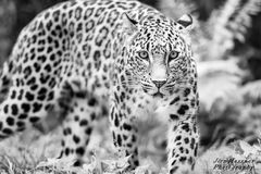 Leopard im Kölner Zoo