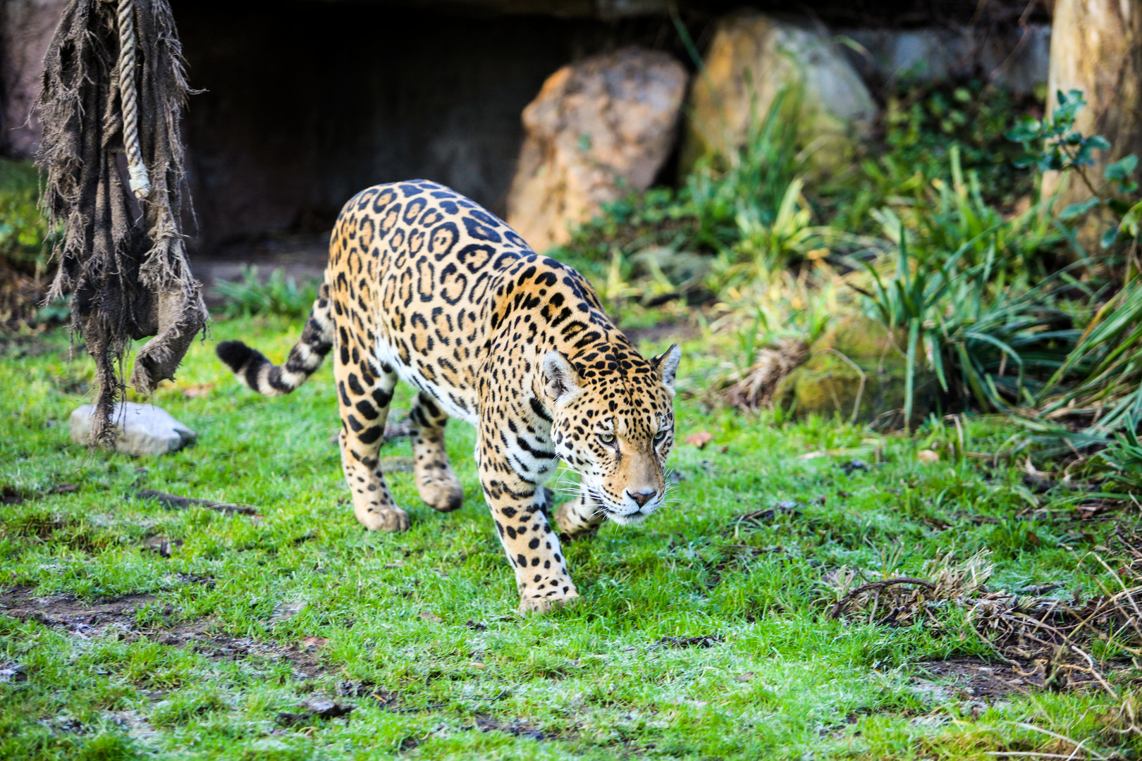 Leopard im Krefelder Zoo