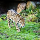 Leopard im Krefelder Zoo