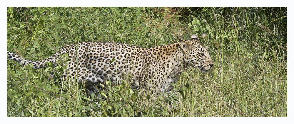 Leopard im Krüger Nationalpark