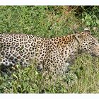 Leopard im Krüger Nationalpark