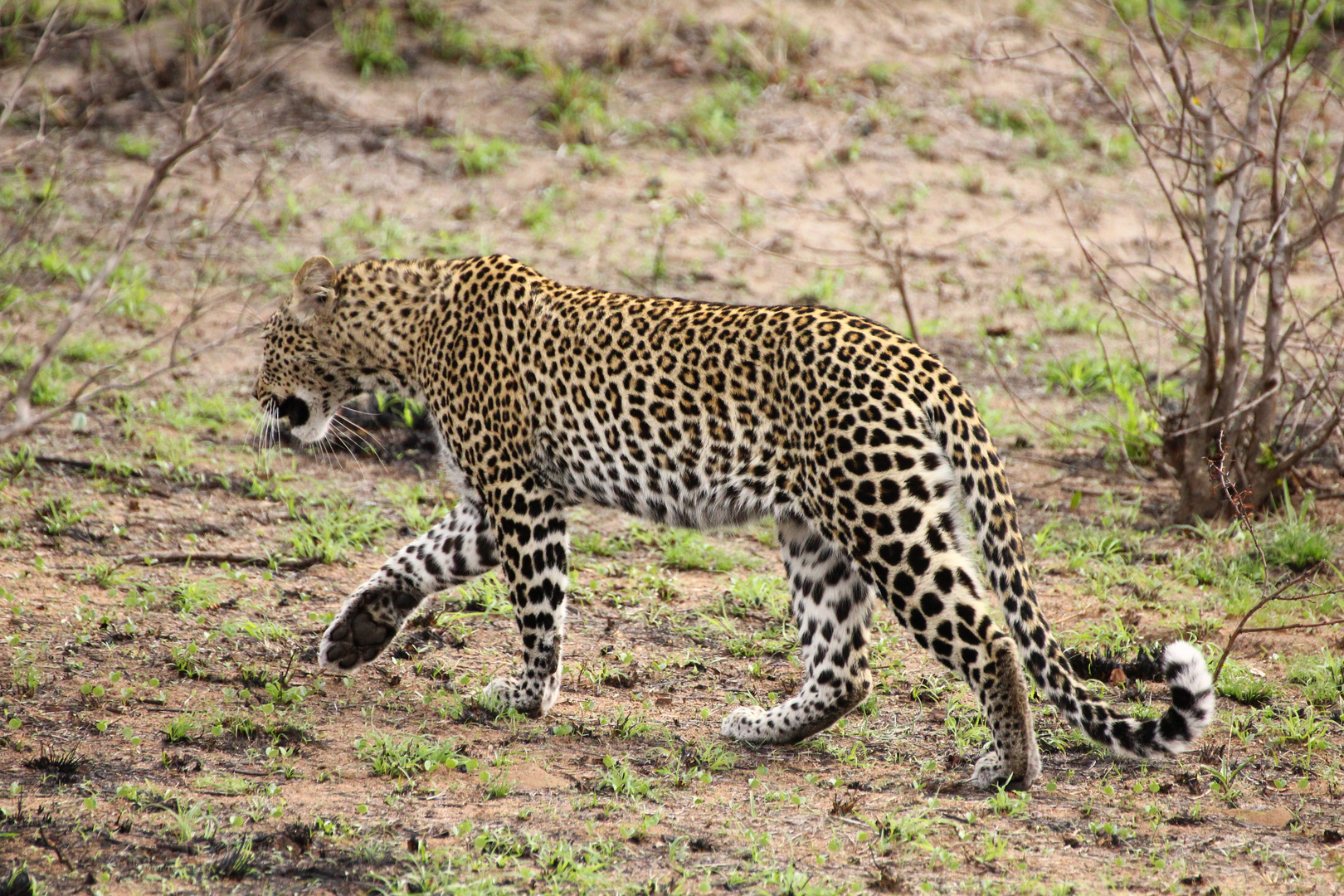 Leopard im Krüger Nationalpark