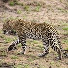 Leopard im Krüger Nationalpark