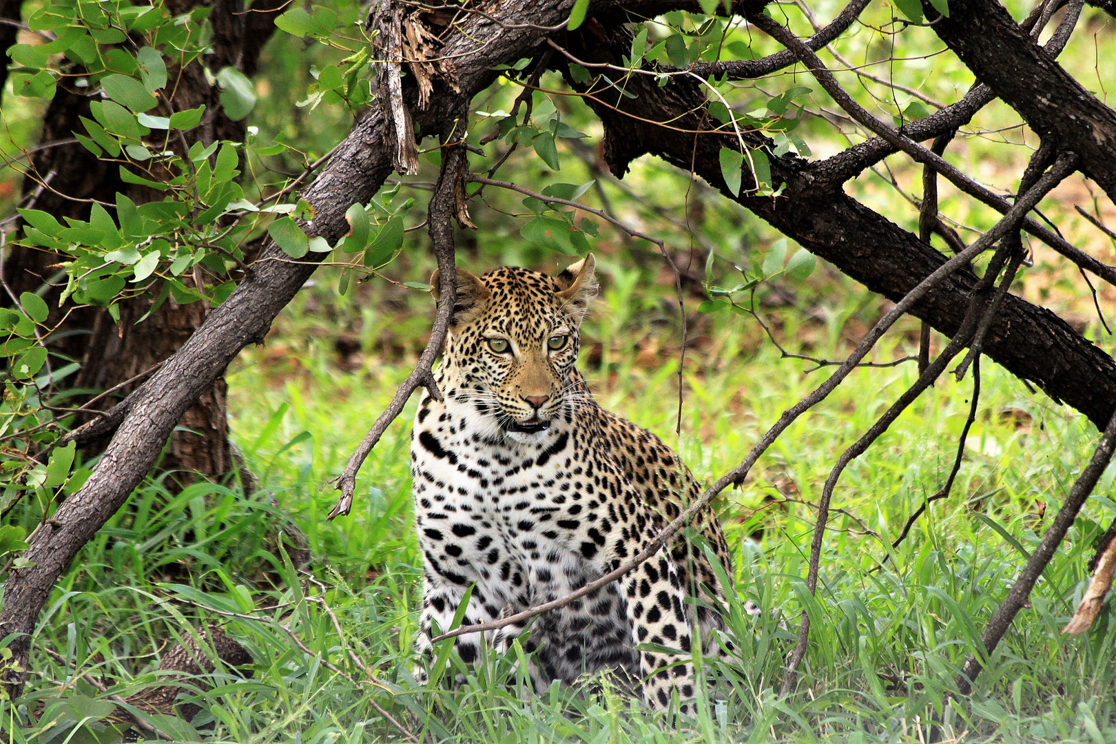 Leopard im Kruger Nationalpark