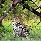 Leopard im Kruger Nationalpark