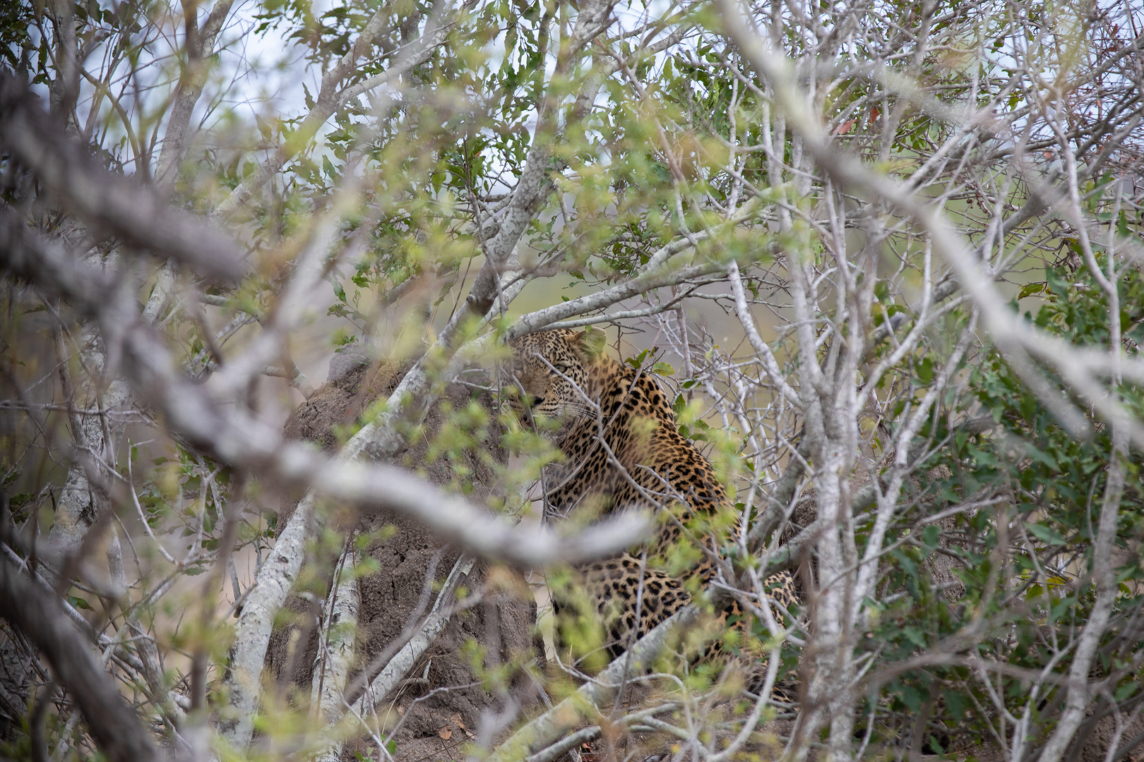 Leopard im Kruger Nationalpark