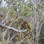 Leopard im Kruger Nationalpark