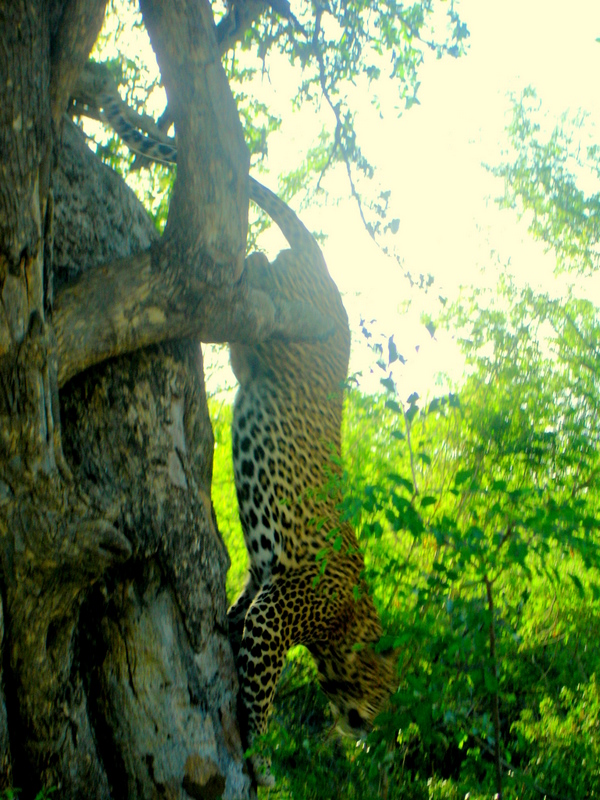 Leopard im Kruger Park von Peter Bruders 