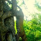 Leopard im Kruger Park