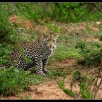 Leopard im Lake Mburo NP, Uganda