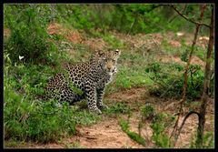 Leopard im Lake Mburo NP, Uganda